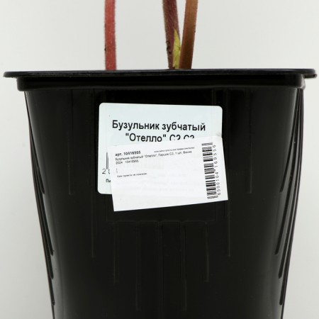 Buznil Tozhno "Othello", pot C2, 1 pc, spring 2024-3