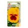 Seeds Viola Premier F1 Golden Yellou Viz Bloch 8pcs*