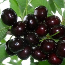 Саженец ДЮК(гибрид вишни и черешни) Ночка, Горшок 9*9*14, Лето 2024