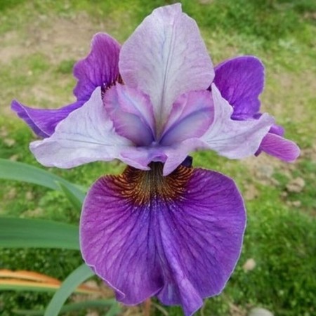 Iris Siberian Light Ov Hart, Rr. I, 1 pc, Spring 2025