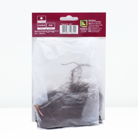 Gibride Blue Blood, Rr. I, 1 pc, spring 2025-1