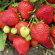 Strawberries Garden Kantus, P9 Pot, 1 pc, summer 2024