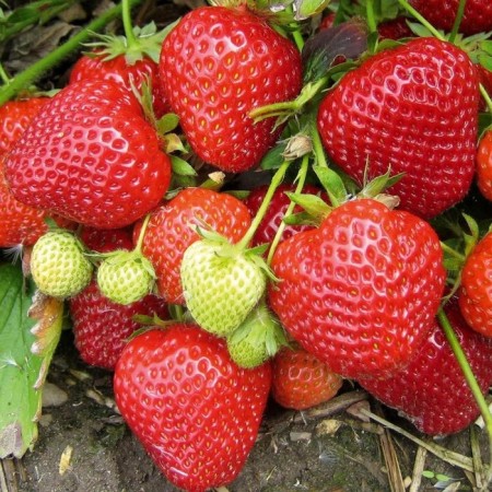 Strawberries Garden Kantus, P9 Pot, 1 pc, summer 2024