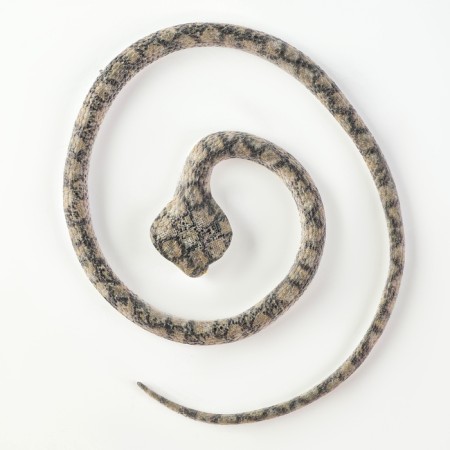 Rubber snake "Cobra"-2