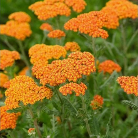 Yarrow ordinary terracotta, pot C3, 1 pc, summer 2024