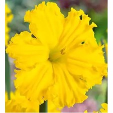 Narcissus with a genetic gold crown disk, 12/14 rr, 5 pcs, 40 h (cm), autumn 2024