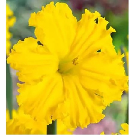 Narcissus with a genetic gold crown disk, 12/14 rr, 5 pcs, 40 h (cm), autumn 2024