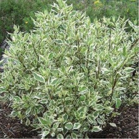 Deren White Siberik Variegate, C5 pot, 1 pc, summer 2024