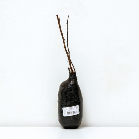 Actinidia hybrid "fragrant", 1 pc, tube, spring 2025-2