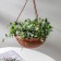 Street Kashpo for flowers suspended "Julia", 3.5 l, brown color