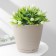 Pot for flowers with a Saffron pallet, 2.6 l, d = 17.6 cm, h = 16.2 cm, beige color