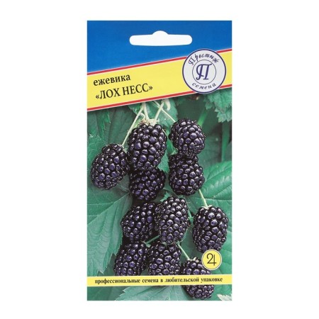 Black blackberry seeds "Loch Ness", 10 pcs