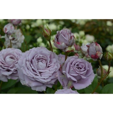Sahenian Rosa Corddes Floribunda "Novalis", tube, 1 pc, spring 2025