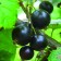 Currant Black Black Pearl, C2 pot, H20-40 Height, 1 pc, summer 2024