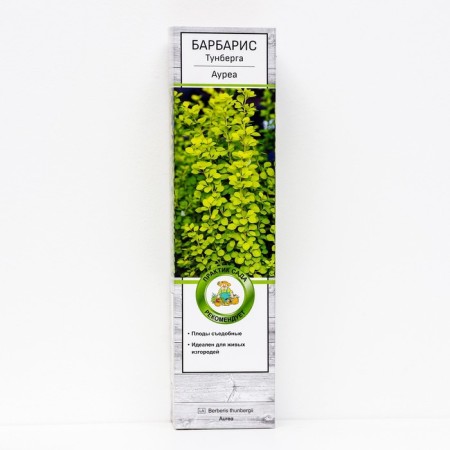 Barberis Tunberg "Aurea" 1 pc, tube, spring 2025