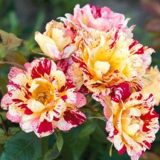 Sahenian Rosa Floribunda 