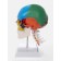 Matcage "Skull with the brain" Disassembly 27*19*12cm