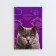 International universal veterinary passport for cats