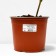 PION DARKEN -flowered Red Charm, pot C3, 1 pc, summer 2024