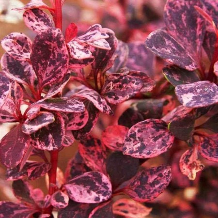 Barberry Tunberg Lux "Pink Bird", tube, 1 pc, spring 2025