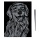 Big “Golden Retriever” engraving