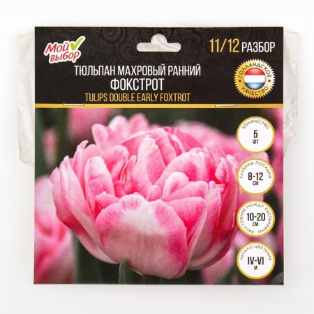 Tulip Terry Early Foxtrot, Rr. 11/12, 5 pcs, autumn 2024-3
