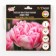 Tulip Terry Early Foxtrot, Rr. 11/12, 5 pcs, autumn 2024