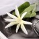 Artificial flowers "Jasmine Home" 60 cm, white