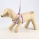 A set of ammunition with a soft harness, s, leash 120 x 1 cm, Osh 20-35 cm, og 20-35 cm, lilac 71490