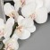 Artificial flowers "velvety phalaenopsis" 10x90 cm, white