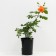 Rose Park Westerland, C3.5 pot, H25-45 Height, 1 pc, summer 2024