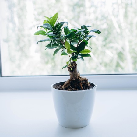 Flower pot, d = 17 cm, 2.7 l, plastic, white-3