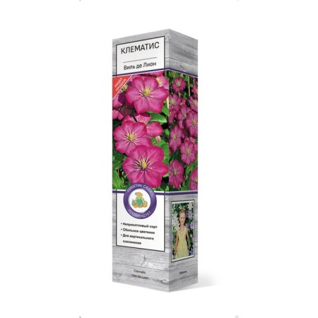 Clematis large -flowered "Wil de Lyon" 1 pc, tube, spring 2025