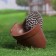 Figure pot "Hedgehog in a pot", 17x18 cm