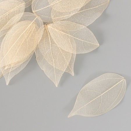 Leaves skeletered for creativity "bodily" set 20 pcs h = 6-6.5 cm-1