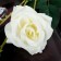Artificial flowers "Troy rose" 6x61 cm, white