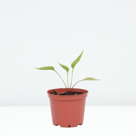 Echinacea Purple Green Twizer, pot C2, 1 pc, summer 2024-1