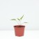 Echinacea Purple Green Twizer, pot C2, 1 pc, summer 2024