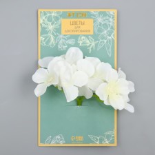 Flowers for decoration 