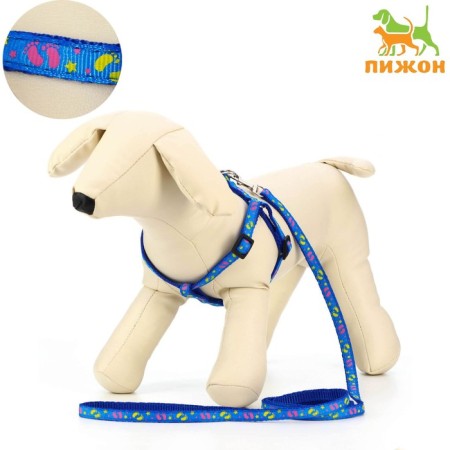 Set "Color Transes", leash 120 x 1 cm, fire 23-35 cm, blue
