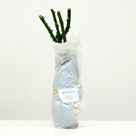 Sahenian Rosa Tea-Hibride "East Express", 1 pc, spring 2024-3