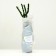 Sahenian Rosa Tea-Hibride "East Express", 1 pc, spring 2024