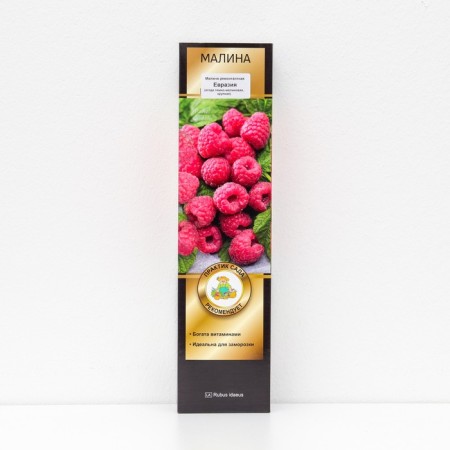 Raspberry repair varieties "Eurasia", 1 pc, tube, spring 2025