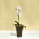Pot for orchids, 1.3 l, 13.6 × 14.1 × 20 cm, plastic, transparent gray