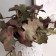Bonsai in the pot "Filodendron Sello ultra" (soft sheet) 15x7 cm, mix