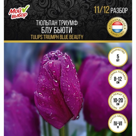 Tulip Triumph Blue Buti, rr 11/12, 5 pcs, autumn 2024-2