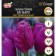 Tulip Triumph Blue Buti, rr 11/12, 5 pcs, autumn 2024