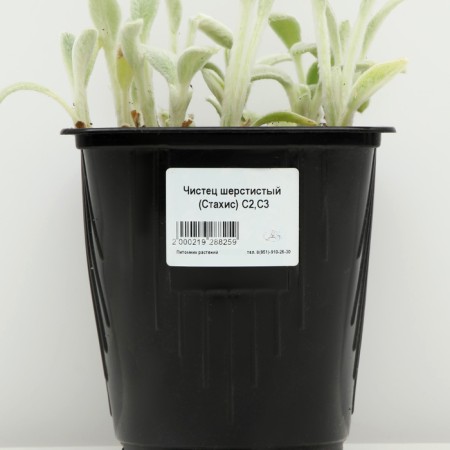 Wool cleaner (stachis), pot C3, 1 pc, spring 2024-3
