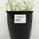 Wool cleaner (stachis), pot C3, 1 pc, spring 2024