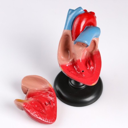 Matcage "Human Heart" 14*10cm-3